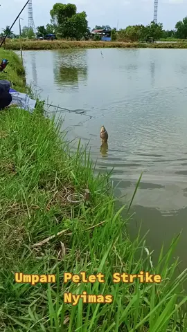 Umpan Pelet Strike Ikan Emas ‼️PMC Cantika Fishing #mancingmarundaterbaru #mancingmujairmarunda #spotmancingmujairsarangnyamuk #pmccantikafishing #fyppppppppppppppppppppppp 
