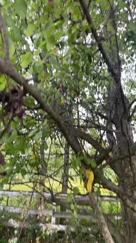 #peartrees #gardening #trees #garden love nature so much.