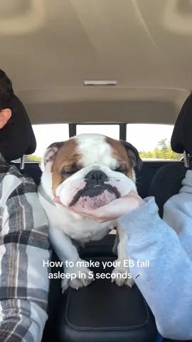 Sleepy Magic trick 🪄#englishbulldogernie #englishbulldogsoftiktok #englishbulldoglover #englishbulldog 