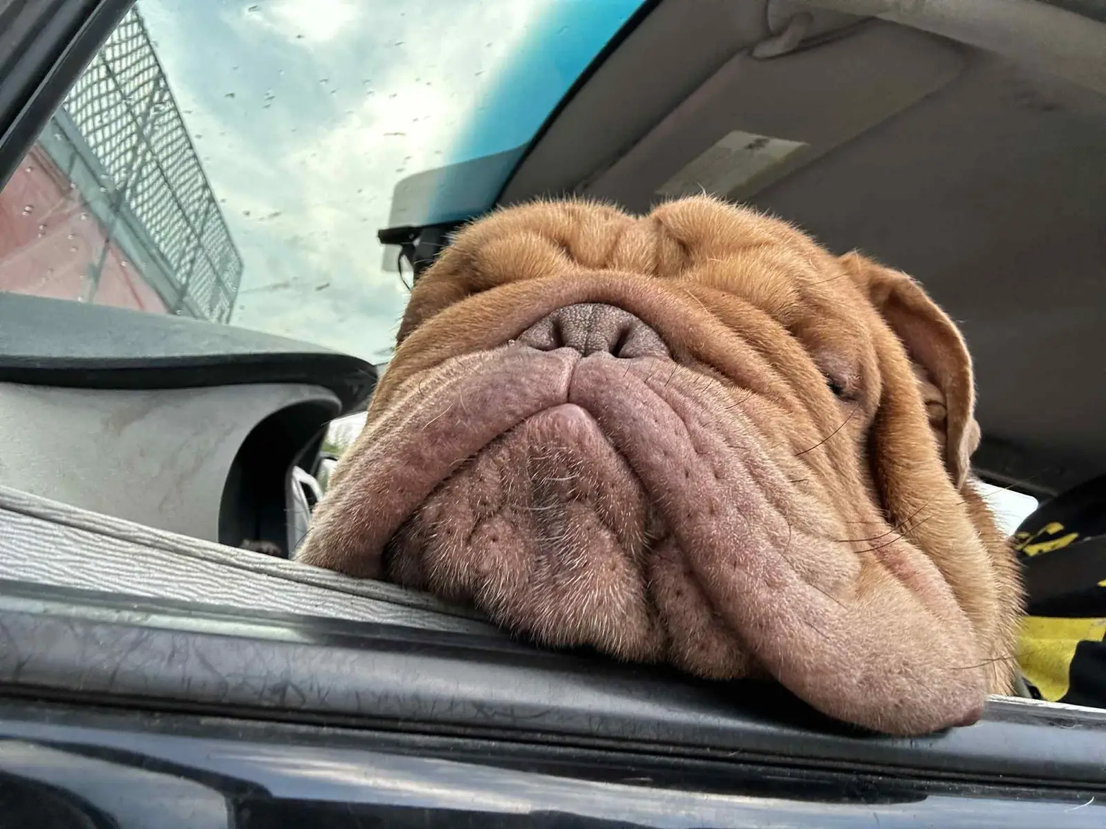 #bulldogs #puppies #dogs #tiktok #baby 