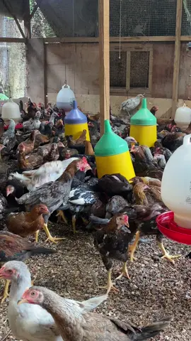 pesona umur 55 hari🤩#fyp #peternakmuda #pekerjakeras #ayam #ayamboiler #ayamkub 