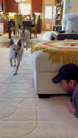 Try not to laugh when you watch 😂😂😂 #funny #dog #animals #funnyvideos #cat 