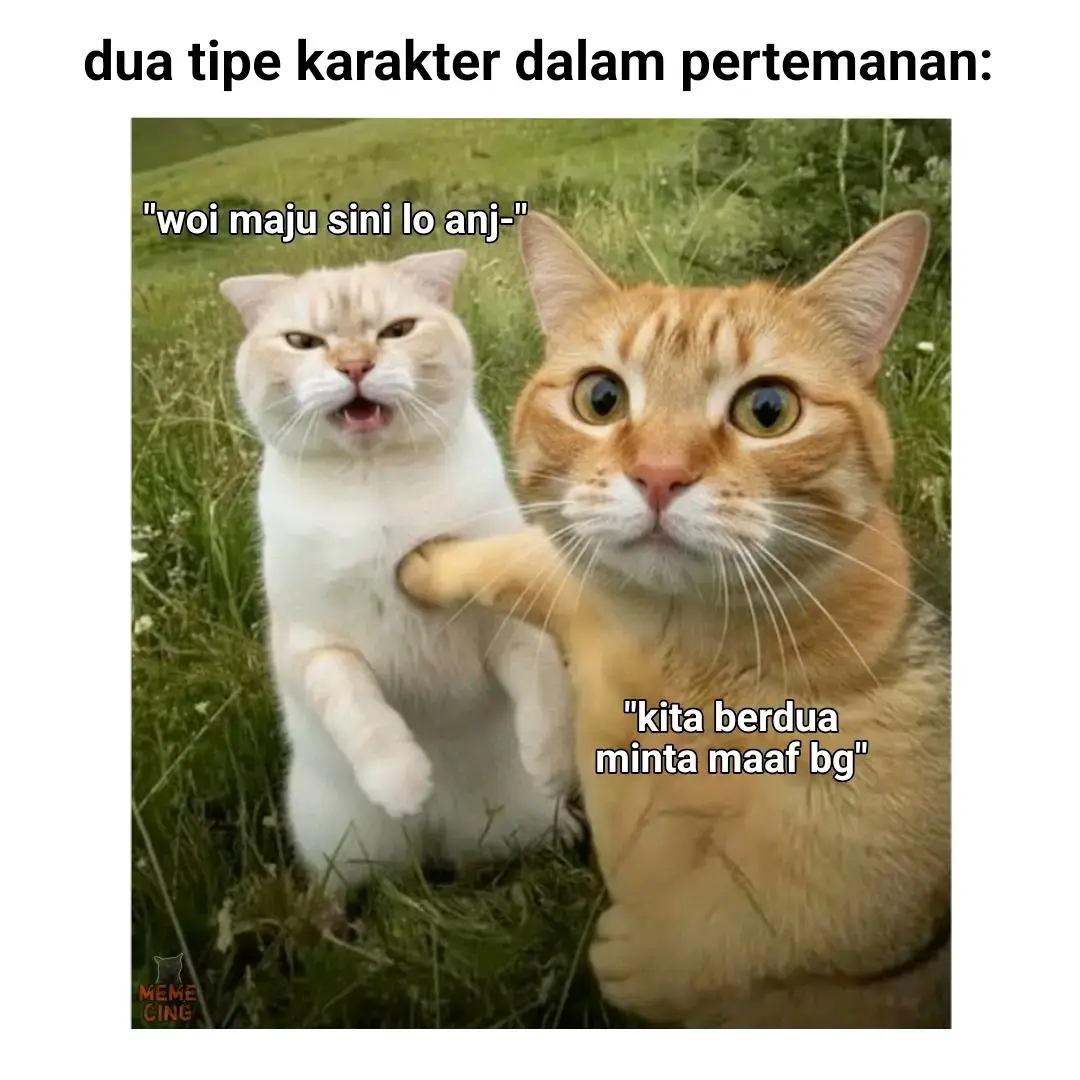#memekucing #meme #kucing #kucinglucu #fyp 