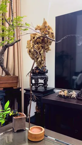 #tháihồthạch #đátháihồ #phongthuytamlinh #rồng #tructim 