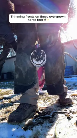 Trimming fronts on these overgrown horse feet #animalrescue #younghorse #fyp #animals #trending 