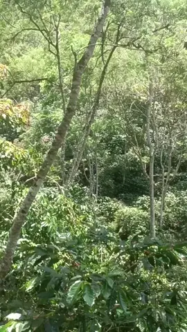 disini lah terkadang tenag nya para penghobi#porbi_sumbar #porbimarenten #berburubabihutan #fyyyyyyyyyyyyyyyy 