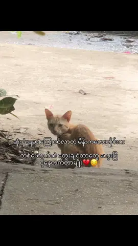 ငိုနေမိတယ်😭#ပြည်တွင်းဖြစ်ကိုအားပေးပါ #စာသားcrdပေးပါတယ်နော်😗 #ညတင်ရင်viewမတက်🙂 #fpyyyyyyyyyyyy 