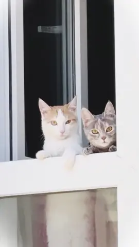 #dog #cat #funnyanimals #прикол 