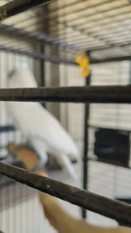 Spoiler: he didn't do it even after the camera turned off. #furbythebirb #frontporch #porch #outside #cockatoo 