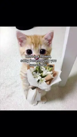 #TrueLove #couples #iloveyou #lovetok #relationshipthings 