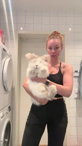 Puffen innan klippning ❤️ #fyp #englishangora #rabbitsoftiktok #fördig #englishangorarabbit 