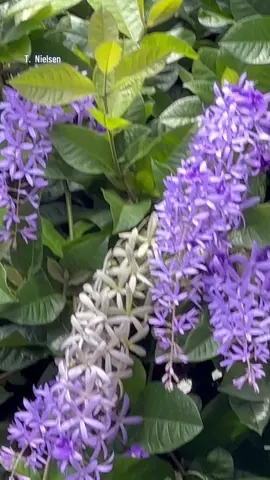 #colibri #humingbird #naturalizer #petreavolubilis #nazareno