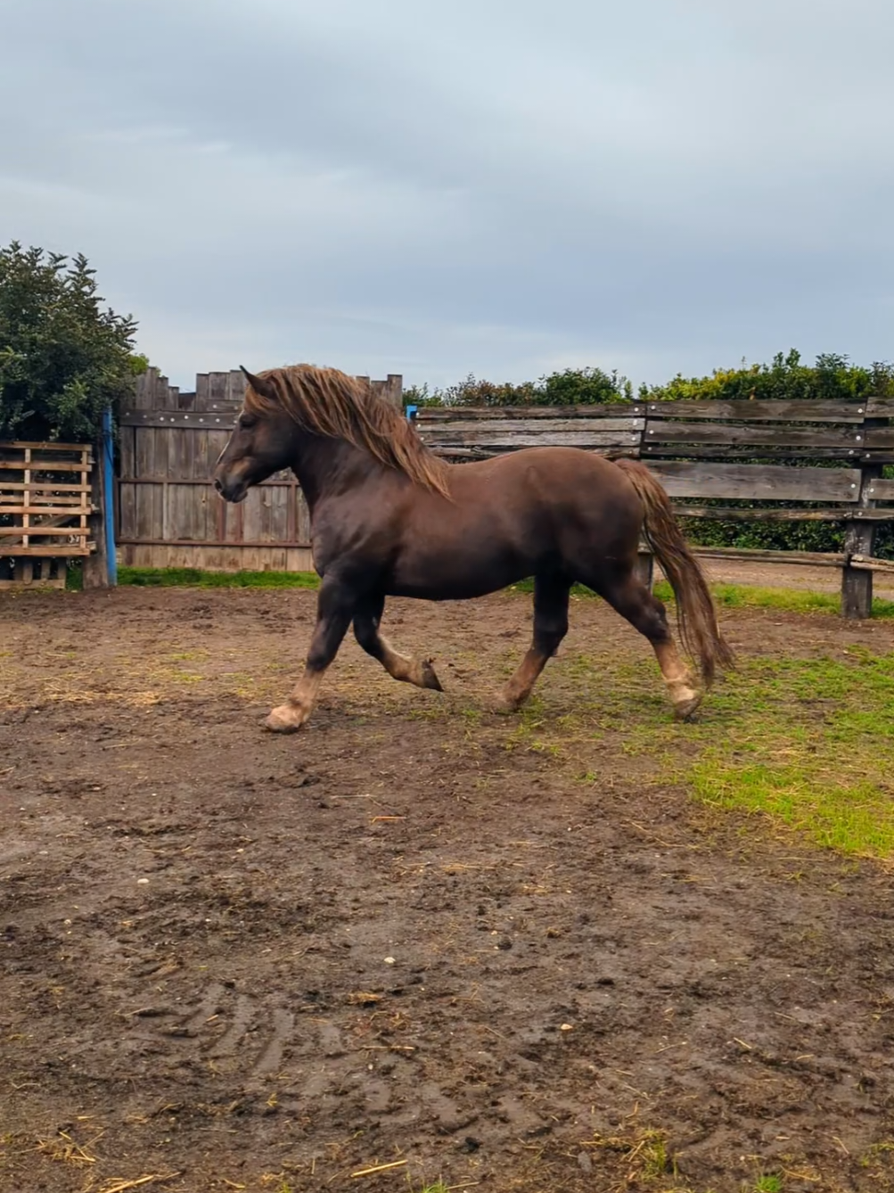 A special moment while filming the Italian Heavy Draft Horse. This Stallion loves his people! 🥰🐎 #horse #stallion #drafthorse #equestrian 