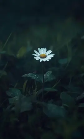 Kadinim 🌼🌼🌼