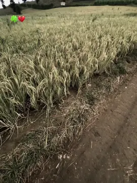 Anh như trẻ lạc#🥲 #xhh 