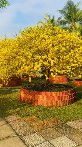 Nhiêu ngày nữa tết z ae