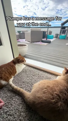 Easy Sunday morning #cattok #fyp #lifewithcats #catlife 