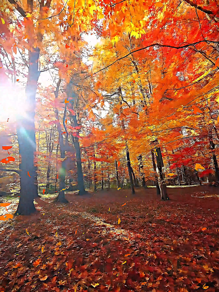 Rustling leaves and wind through the trees 🍁 A peaceful stroll immersed in golden hour sunrays and autumn colors ☀️🍂What’s your favorite part of fall? #cozyvibes #fallingleaves  #forest  #RelaxingVibes #asmrsounds 