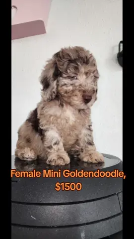 #minigoldendoodle #minigolde #golden #dog #animals 