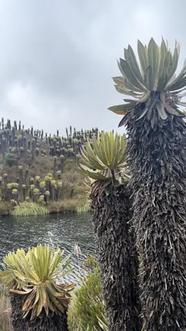 laguna negra en la vía Manizales-Murillo  belleza en todo su esplendor 🇨🇴😍🏔️#murillo #nevado #musica #videoviral #viajesporelmundo 