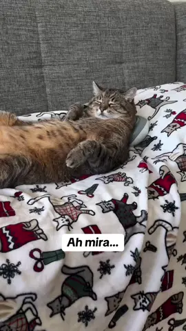 Así mis domingos… #comedia #doblaje #animals #domingo 