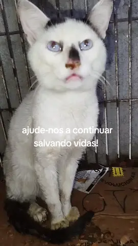 Apesar de  todas as nossas dificuldades financeiras, procuramos não deixar nenhum animal para trás.  Ajude - nos a continuar salvando vidas! Doe ração, areia para gatos , vermífugo, anti-pulgas, cobertores, produtos de limpeza. Aceitamos qualquer coisa que seja para somar, para ajudar!  Estamos em Francisco Morato/ SP Seja voluntário e nos ajude esse trabalho tão lindo e maravilhoso. CURTA, FAÇA COMENTÁRIOS E COMPARTILHE!😃👊🏻👏🏻❤️ #amadoviralata #salvevidas #resgate #naoabandoneosanimais #cadeiaparamaustratos 
