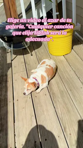 Y si que acertó jajaja #dogsoftiktok #dogslovers #michihuahua #cutedogs 