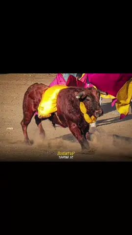 #contenido🤠🐂❤️ # Iay Chachay Que Pitana,Ay Que Caray..🤠🐂📸#taurinos_de_corazón♥️🐂  #apoyamecontu♥️#fiestabrava🐂🐴  #paratii🤠♥️ 