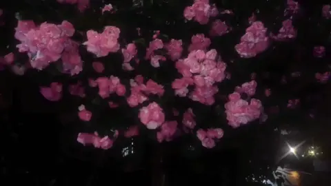 احب الورووووود🥹🌷🌷#ورد_الزنبق #الورود #flowers #fypシ゚ 