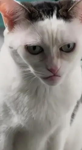 Which cat makes you laugh the loudest? #pet #catfunny #dogfunny #funny #fyp 