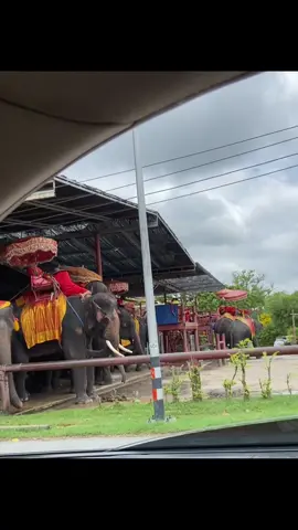 เพนียดช้าง ช้างแฝด ช้างยุดยา#ฟีดดดシ #ฝากติดตามด้วยนะ #ดาวรุ่งพุ่งแรง #คลิปนี้ต้องฟีด 