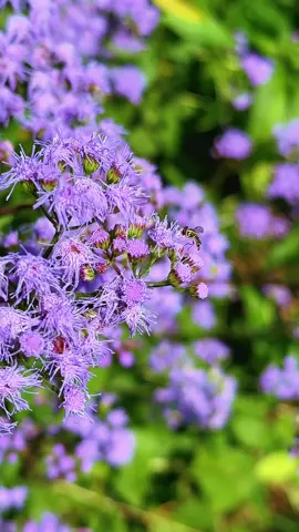 Blue mistflower/hardy ageratum is blooming #fallblooms #conocliniumcoelestinum #nativeplants 