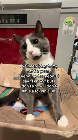 I wish we could communicate 🥹 my baby boy😍 love him so much! #catsoftiktok #cat #catlover #cattok 