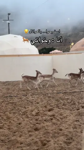 #ترند_الغزال🦌📷