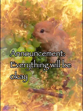 Everything will be okay 👌 #bunny #rabbitsoftiktok #meme #fyp 