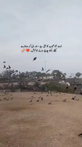 لوٹ آنا محبوب کا حق ہے ، اور دل کہ دروازے کھلے رکھنا چاہنے والے کا فرض۔❤️‍🩹 #foryoupage❤️❤️ #viralvideos #sadvibes🥀 #caption #fyppppp 