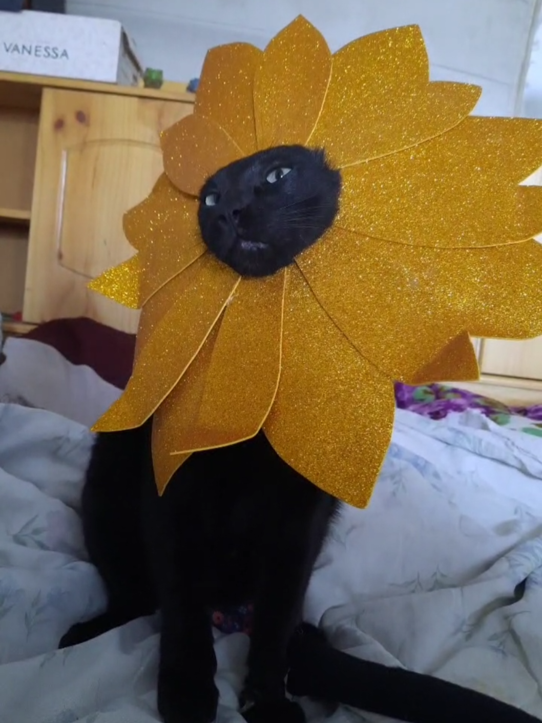 Gatosol 🌻 #gatos #floresamarillas 
