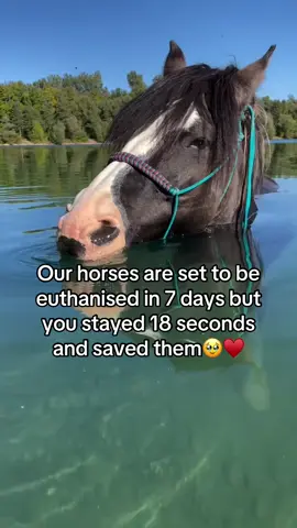 Every kind comment would mean a world to me #horses #shelter #sanctuary #animalsoftiktok #horselovers 