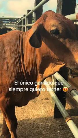 🐮#ecudor🇪🇨 #videoviral 