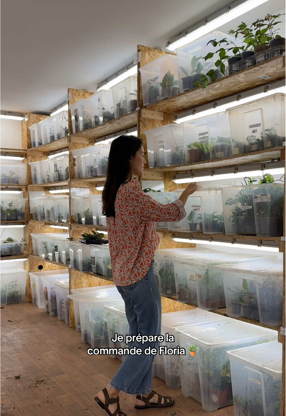 Préparation de la commande de Floria ✨ Elle se compose d’une Aglaonema Pictum Tricolor, d’un terreau Monstera, de tuteurs transparents, d’un cache-pot et de nématodes pour lutter contre les thrips et moucherons de terreau 🌿