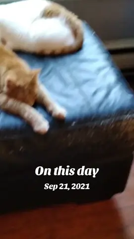 #onthisday #indoorcatlife #orange #mycats #cat 