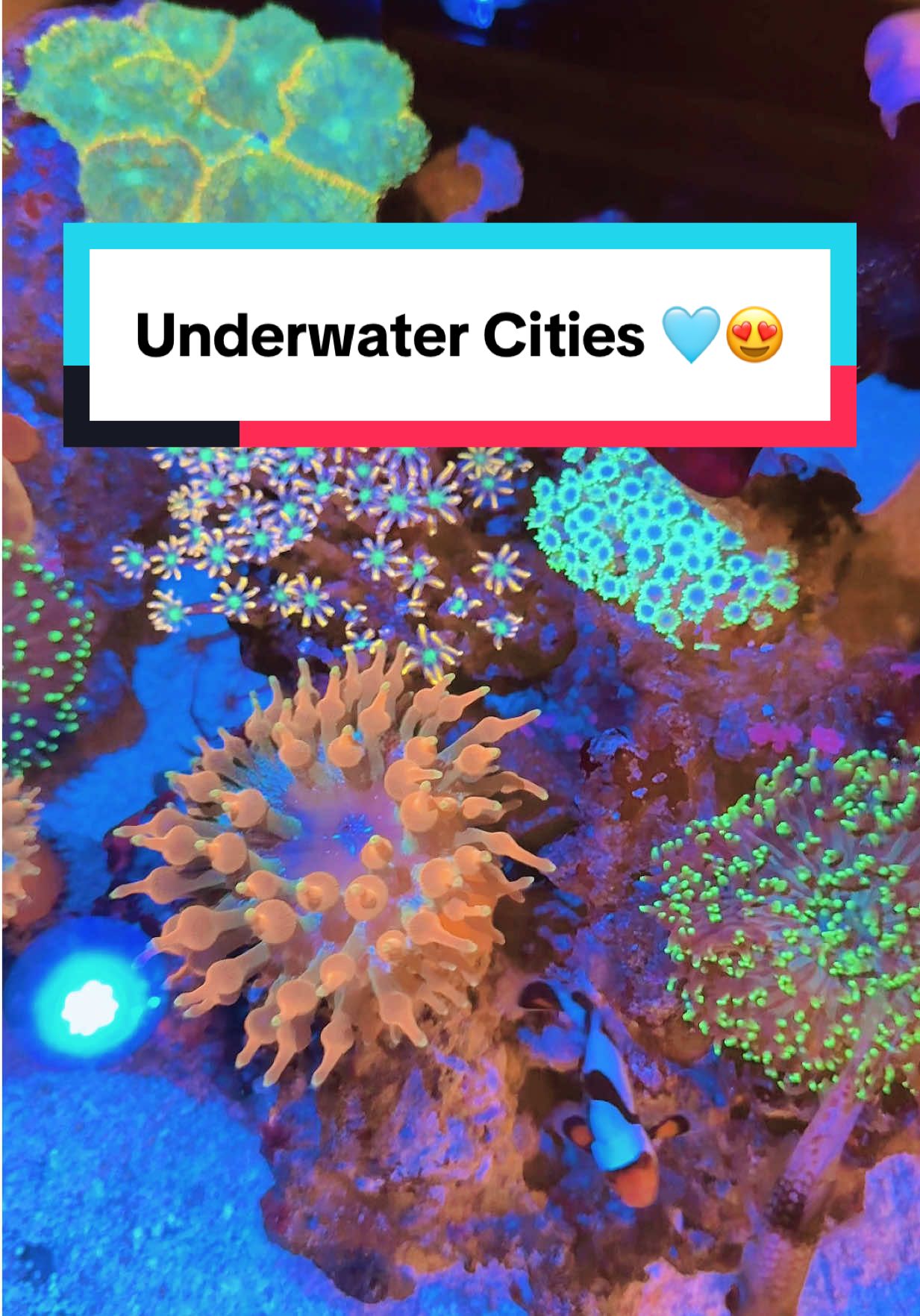 AsyReef nak ucapkan selamat bekerja esok dan happy Reefing gesssss! 🥳🪸🐠 #saltwater #healing #aquarium #foryoupage #fyp 