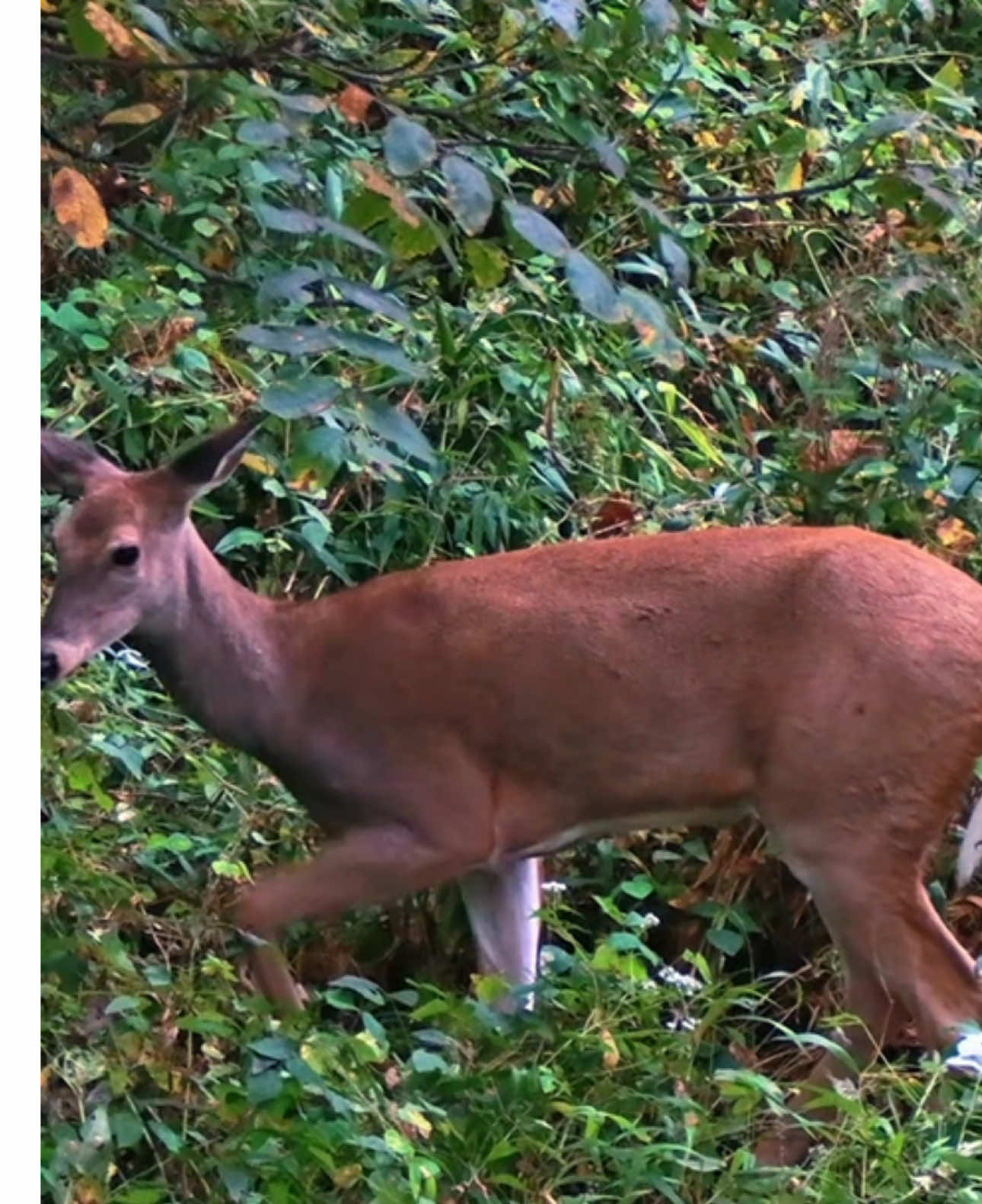 Bullseye 🎯 full video on YouTube! “HuntMO” #mathewsarchery #victoryarrows #g5broadheads #canoncamera #bowhunting 