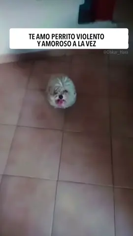 #videosderisa #videosdeperritos #perritosgraciosos #perritos #videosgraciosos 