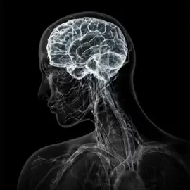 Alkohol zeigt dein wahres ich 🧠🥂 #alkohol #gehirn #neurowissenschaft #psychologie #psychologyfacts 