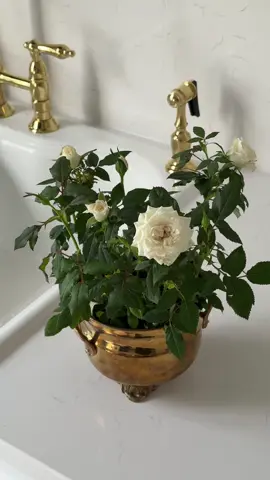 the perfect little mini white roses from TJ’s 🤍