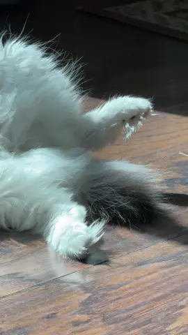 〰️Quiver〰️ #catsoftiktok 