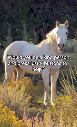 Would you be a kind person and press just 4 buttons to-help?#HorseRescue #emergency #saveoursanctuary #horsefood 
