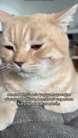 #cattok #catmom #catlifestyle #keşfetteyizzz #kedivideoları 