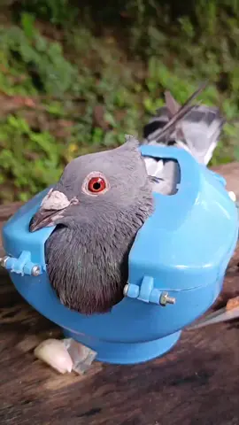 #TikTokLearningCampaign #sidehustle Pigeons are being fed garlic #garlic #bird #care  Pigeons are being fed garlic    